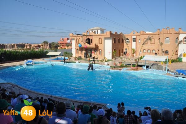 sharm el skhekh 707  (86).JPG